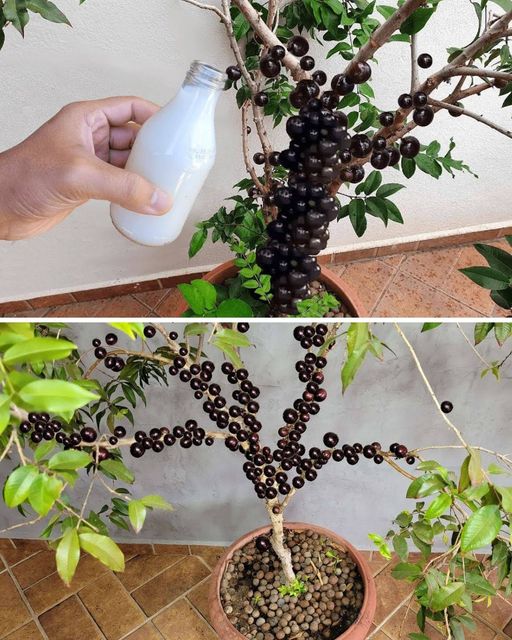 Adubo caseiro para jabuticaba